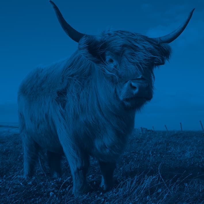Blue cow
