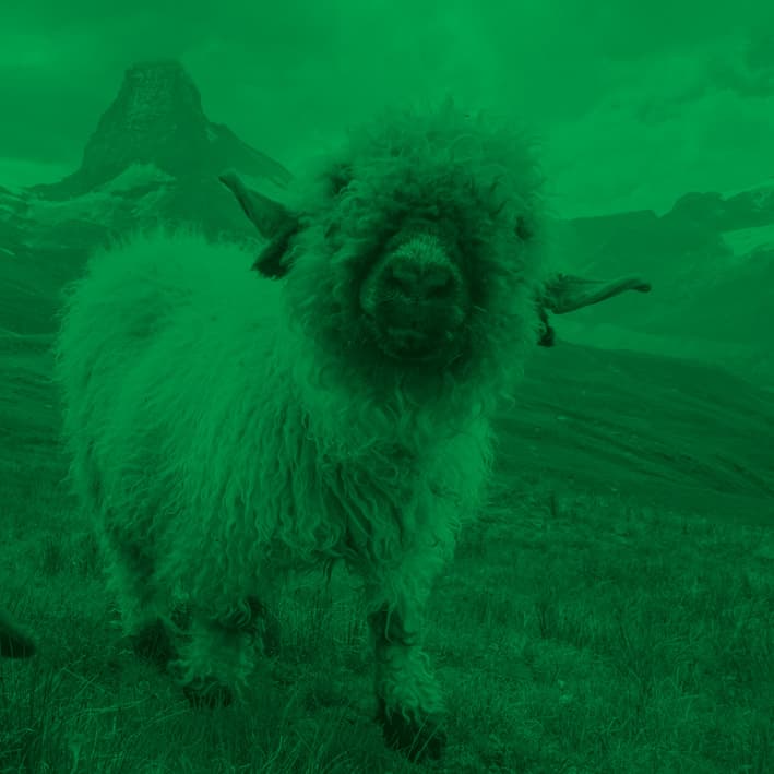 Green sheep