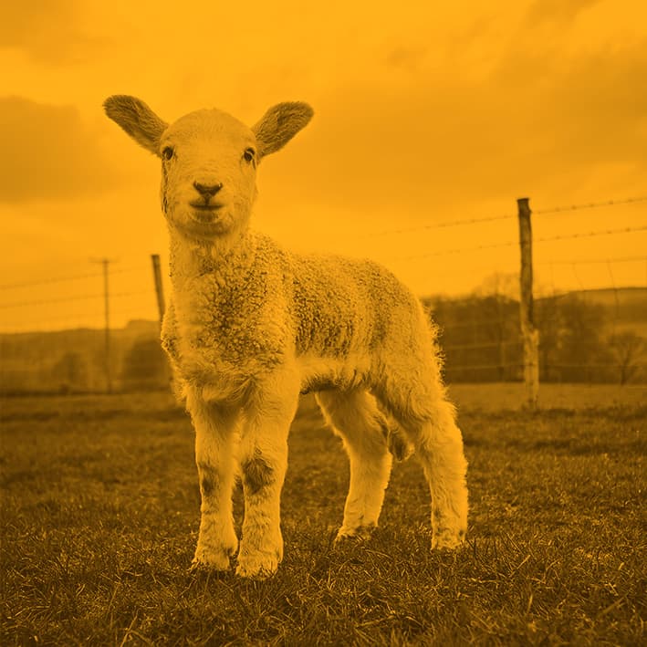 Yellow lamb